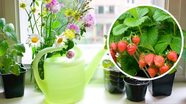 Порадуйте себя и близких, приобретайте набор для собственноручного выращивания клубники в домашних условиях. Вырастить клубнику можно за 3 простых шага:Приобретите набор у нас